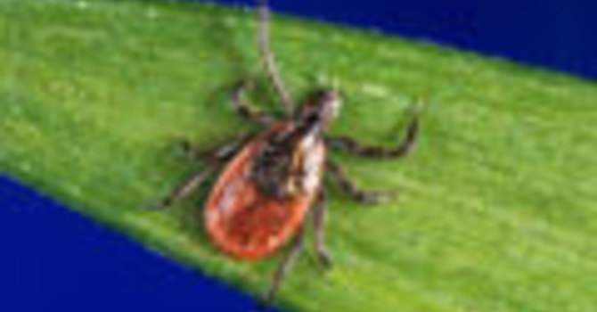 Ticks In Alberta and Lyme Disease image